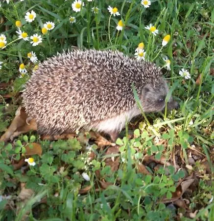 Friends Pension&camping Séjour chez l'habitant *