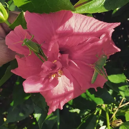 Friends Pension&camping Séjour chez l'habitant *