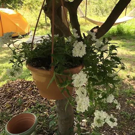 Séjour chez l'habitant Friends Pension&camping Çıralı