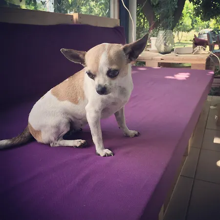 Friends Pension&camping * Çıralı