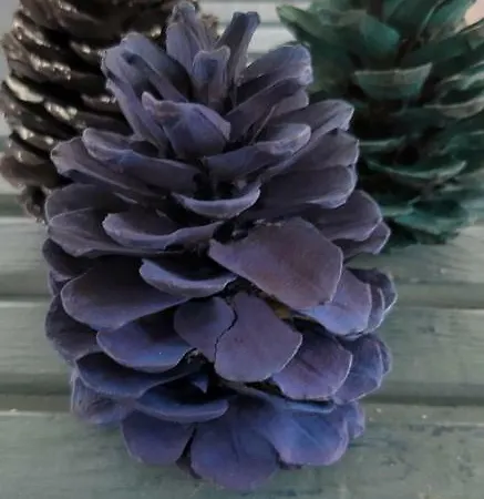 Séjour chez l'habitant Friends Pension&camping *