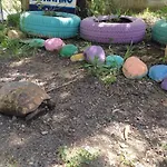 Friends Pension&camping Чирали