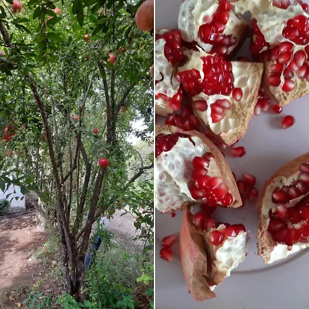 Friends Pension&camping Δωμάτια σε οικογενειακή κατοικία *