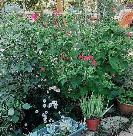 Friends Pension&camping * Çıralı