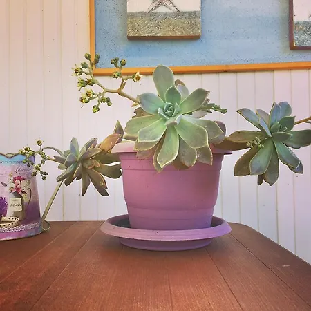 Friends Pension&camping *