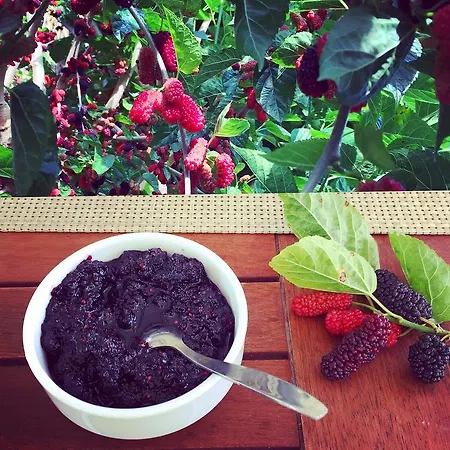 Friends Pension&camping * Çıralı