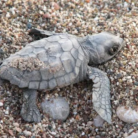 Friends Pension&camping * Çıralı