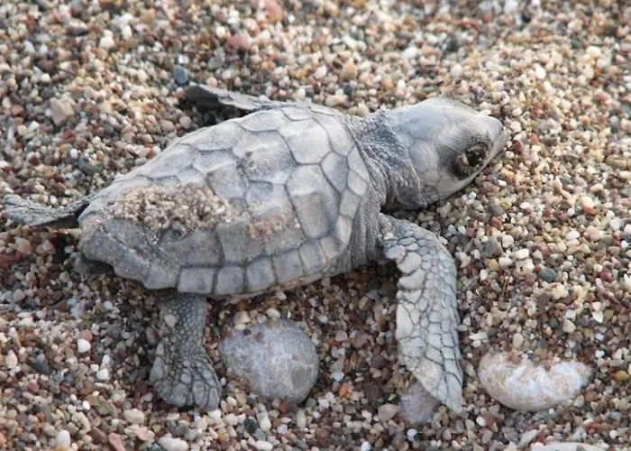 Friends Pension&camping * Cirali